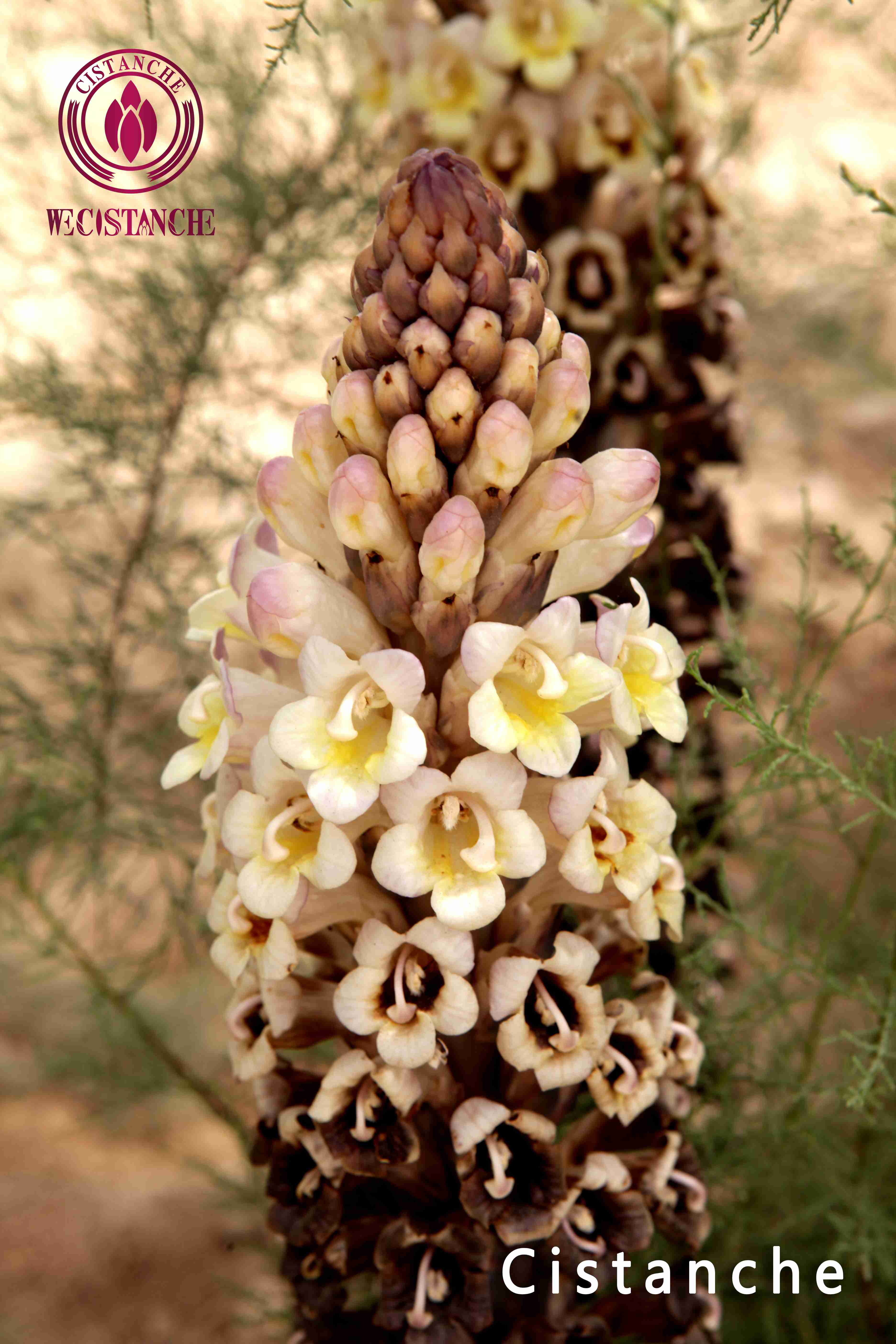 Chinese Tonic herb Cistanche