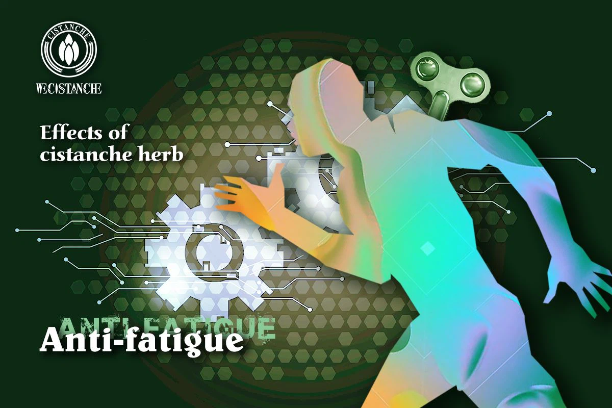 cistanche for anti-fatigue