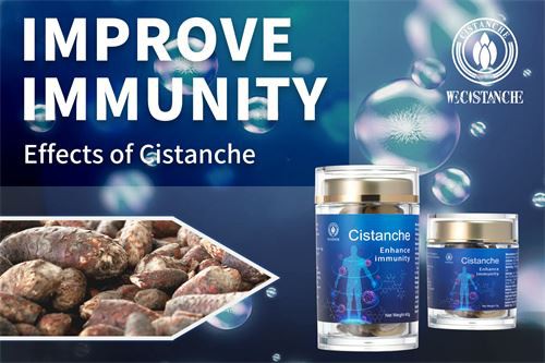 Improve Immunity effect of Cistanche