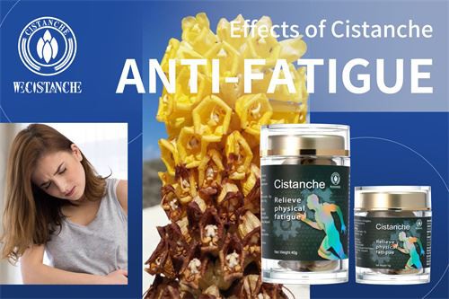Effect of Cistanche Anti-Fatigue
