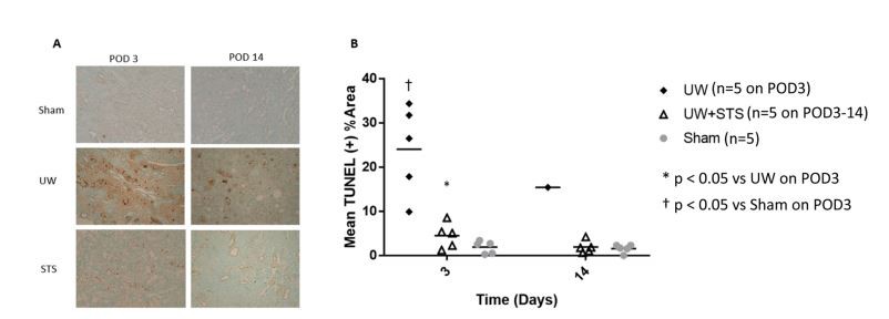 Fig. 4. STS mitigates renal graft apoptosis after prolonged SCS and kidney transplantation.
