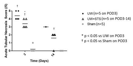 Fig. 5. STS mitigates renal graft necrosis scores after prolonged SCS and kidney  transplantation. Quantitative analysis of renal tubular necrosis on POD 3 and 14  compared to sham group. * p < 0.05 vs UW day 3, † p < 0.05 vs Sham POD 3.