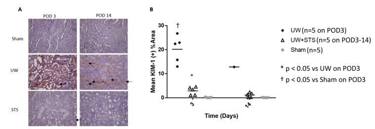 Fig. 7. STS decreases macrophage and neutrophil infiltrate in renal grafts after prolonged SCS and kidney transplantation. (A) Representative images showing  immunohistochemical staining for macrophage marker CD68 in UW and UW+STS renal grafts relative to Sham group (10x magnification) on POD 3 and 14, and (B)  its quantitative analysis. (C) Representative sections of kidneys stained for neutrophil marker MPO in UW and UW+STS renal grafts compared to Sham group (10x  magnification) on POD 3 and 14, and (D) its quantitative analysis. *p < 0.05 vs UW day 3, † p < 0.05 vs Sham POD 3.