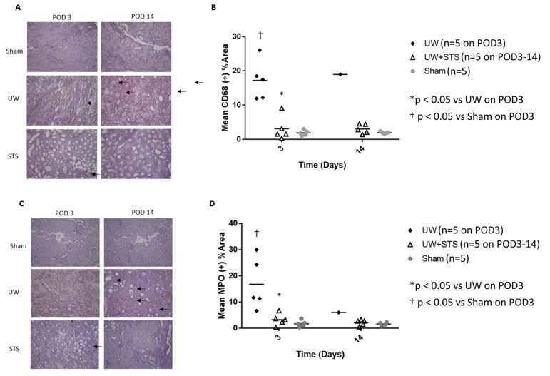 Fig. 6. STS mitigates renal graft expression of KIM-1 after prolonged SCS and kidney transplantation. Representative images showing kidney injury in UW and  UW+STS renal grafts in comparison with Sham group (10x magnification) on POD 3 and 14. (B) Quantitative analysis of kidney injury from TUNEL stain on POD 3  and 14 relative to sham group. * p < 0.05 vs UW day 3, † p < 0.05 vs Sham POD 3.