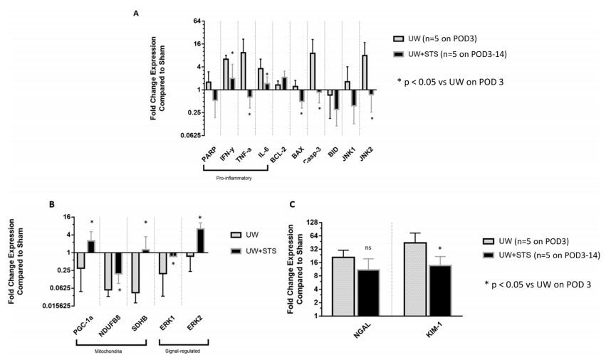 Fig. 8. STS modulates renal graft expression of inflammatory and apoptotic genes. qPCR analysis of renal graft homogenates for expression levels of (A) proinflammatory genes (IFN-ɣ), TNF-α, and IL-6), anti-apoptotic gene Bcl-2, pro-apoptotic genes (PARP, BAX, caspase-3, BID, JNK1/2), (B) mitochondrial genes  (PGC- α, complex I, complex II), kinases (ERK1/2), and (C) kidney injury markers (NGAL, KIM-1). Genes were normalized against β-actin and fold changes of gene  expression were compared with Sham-operated rats. Values are mean log2 fold change (SEM). * p < 0.05 vs UW group on POD 3.