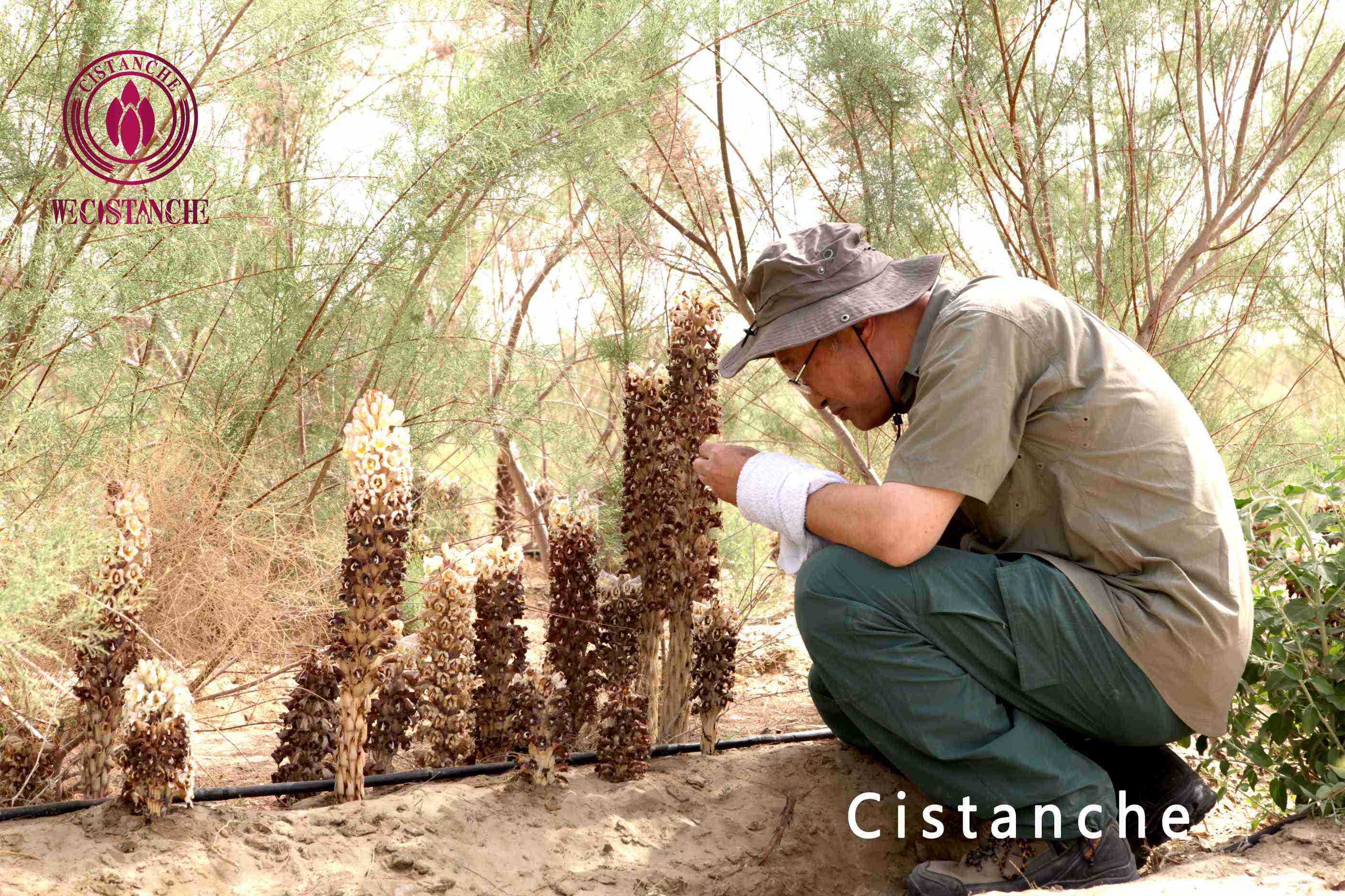 Cistanche Cistanche