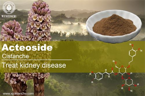 cistanche treat kidney diseases and improve kidney function cistanche treat kidney diseases and improve kidney function