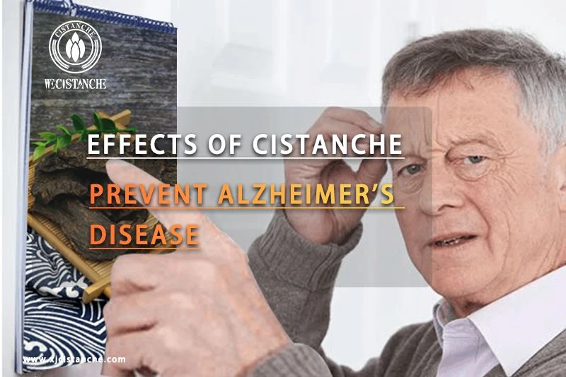 Cistanche for anti alzhermer's disease