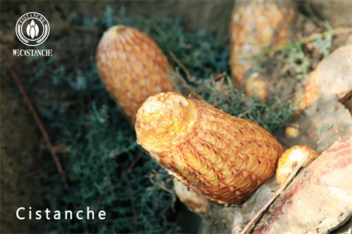 Fresh cistanche tubulosa can be eaten raw: organic and green Fresh cistanche tubulosa can be eaten raw: organic and green