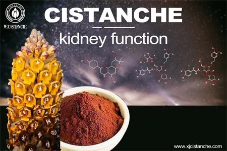 cistanche-kidney function1(55)