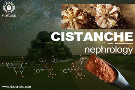 cistanche-nephrology-6(42)