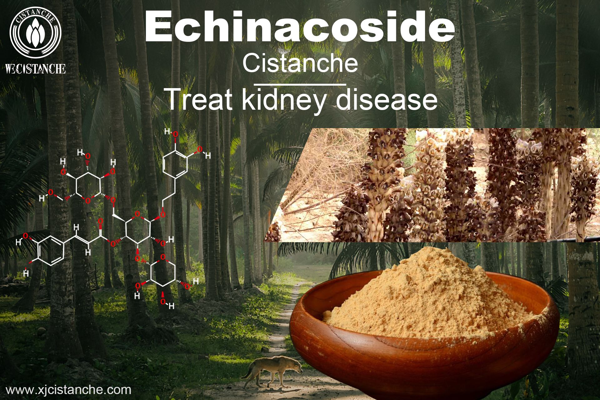 how to treat kidney disease how to treat kidney disease