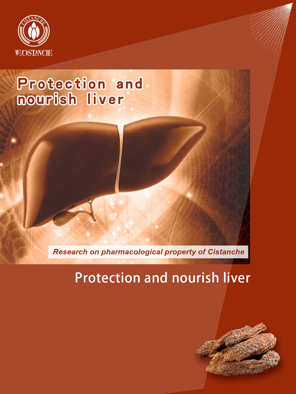 cistanche protect liver