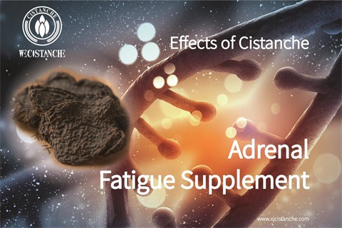 desert ginseng：relieve adrenal fatigue