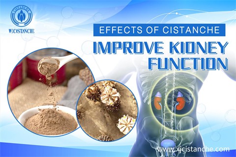 effects of cistanche plant：improve kidney function