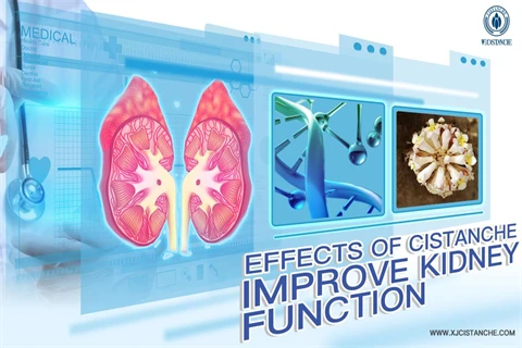 cistanche herb benefits:improve kidney function cistanche herb benefits:improve kidney function