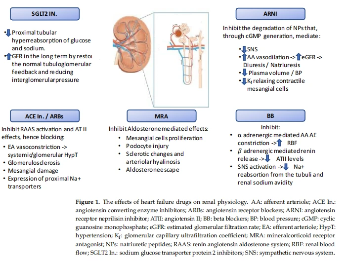 Figure 1. The effects of heart failure drugs on renal physiology Figure 1. The effects of heart failure drugs on renal physiology