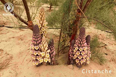 How cistanche treats anemia by improving kidney function How cistanche treats anemia by improving kidney function