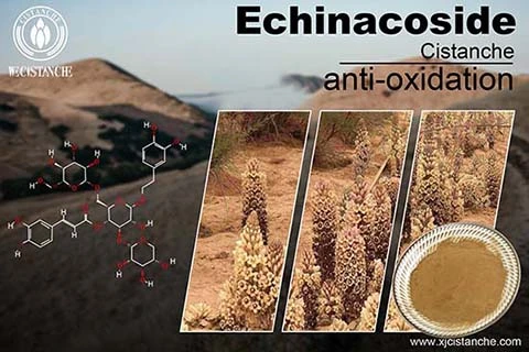Antioxidative Functions Of Cistanche Antioxidative Functions Of Cistanche