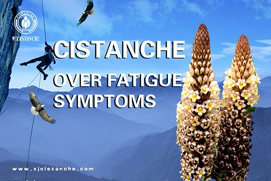 Antioxidative Functions Of Cistanche Antioxidative Functions Of Cistanche