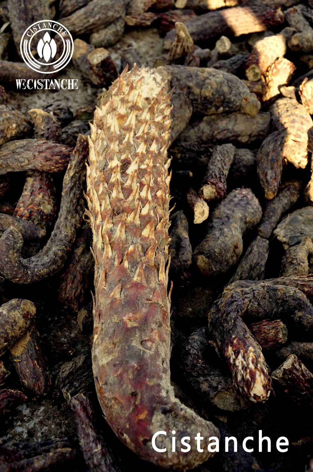 cistanche before bed