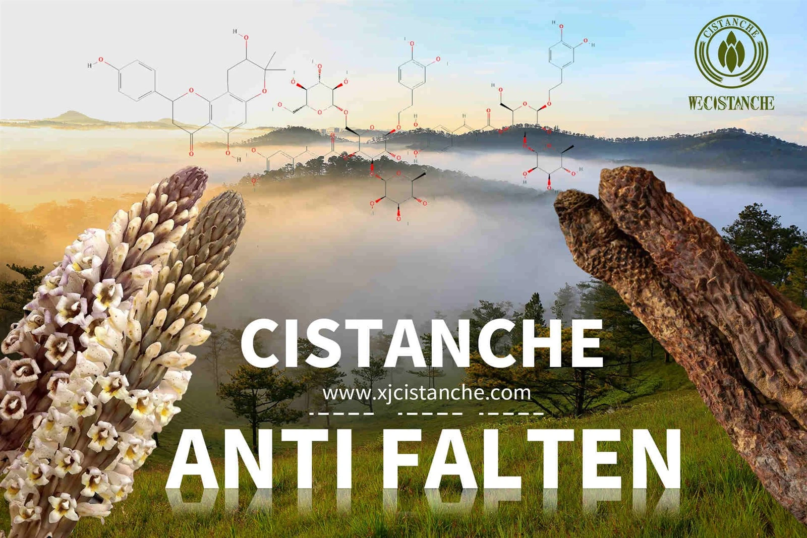 cistanche for sale