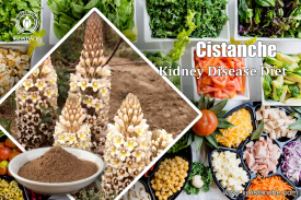 CISTANCHE EXTRACT WITH 25% ECHINACOSIDE AND 9% ACTEOSIDE FOR KIDNEY