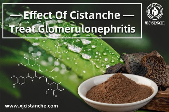 CISTANCHE EXTRACT WITH 25% ECHINACOSIDE AND 9% ACTEOSIDE FOR KIDNEY
