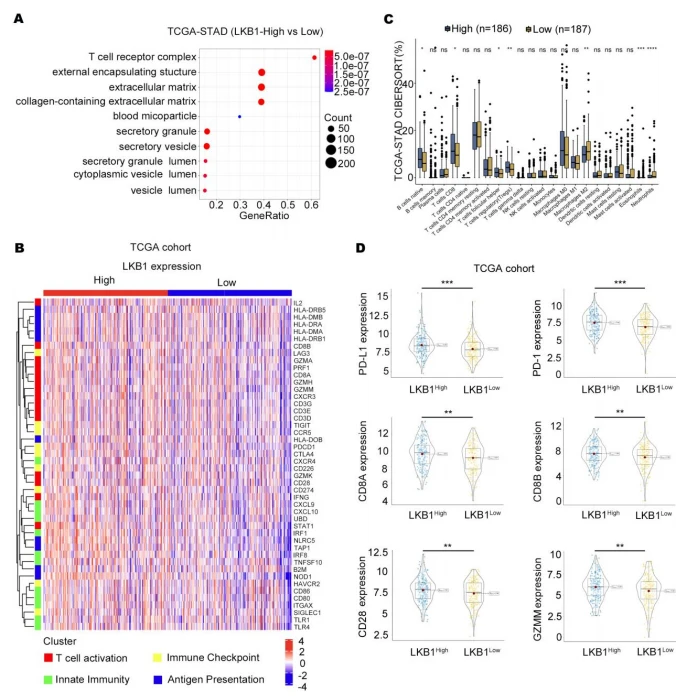 Figure 2. LKB1 is associated with the T−cell activation gene and immune checkpoints. (A) T−cell receptor complex showed the greatest difference in the LKB1 high and low expression subgroups. (B) CAMOIP database analysis of the differential expression of immune cells between the LKB1 high−and low−expression subgroups. (C) The heatmap shows the z−score normalized log−cpm values for signature immune gene sets based on LKB1 expression (n = 407). (D) PD−1, PD−L1, CD8A, CD8B, CD28, and GZMM were highly expressed in the LKB1−high GC patient subgroup. Unpaired t-test, ns: no significant difference, * p < 0.05, ** p < 0.01, *** p < 0.001, **** p < 0.0001. Figure 2. LKB1 is associated with the T−cell activation gene and immune checkpoints. (A) T−cell receptor complex showed the greatest difference in the LKB1 high and low expression subgroups. (B) CAMOIP database analysis of the differential expression of immune cells between the LKB1 high−and low−expression subgroups. (C) The heatmap shows the z−score normalized log−cpm values for signature immune gene sets based on LKB1 expression (n = 407). (D) PD−1, PD−L1, CD8A, CD8B, CD28, and GZMM were highly expressed in the LKB1−high GC patient subgroup. Unpaired t-test, ns: no significant difference, * p < 0.05, ** p < 0.01, *** p < 0.001, **** p < 0.0001.