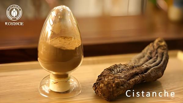 Buy Cistanche With 25% Echinacoside and 9% Acteoside Buy Cistanche With 25% Echinacoside and 9% Acteoside
