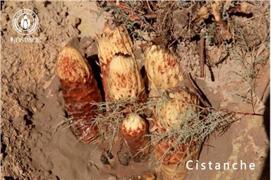 Cistanche Benefits Cistanche Effects Cistanche Side Effects Cistanche Usage Cistanche Dosage