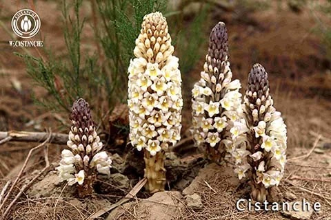 Cistanche tubulosa for Alzheimers disease Cistanche tubulosa for Alzheimers disease